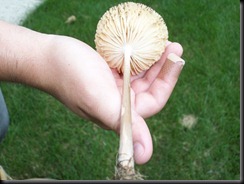 Mushroom Cups 9