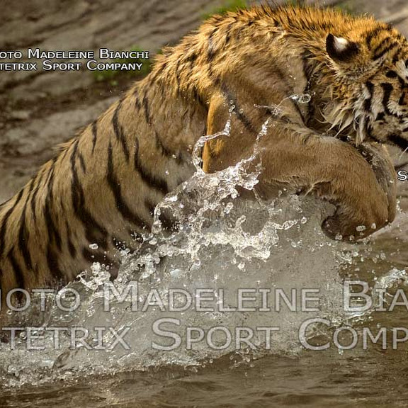 SIBERIAN TIGER PHOTO SHOW