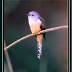 Planintive Cuckoo --- Cacomantis merulinus01.jpg