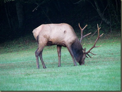 Elk at  Cataloochee Valley