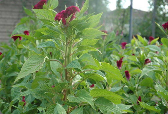 garden 001