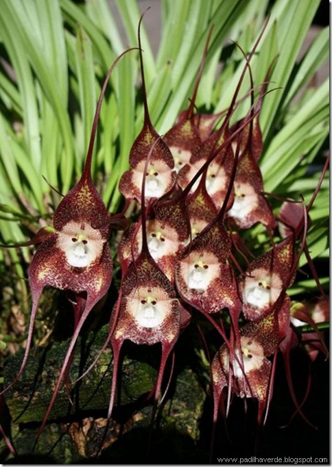 Monkey Orchids (5)