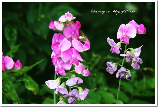 pink junk yard wild flowers