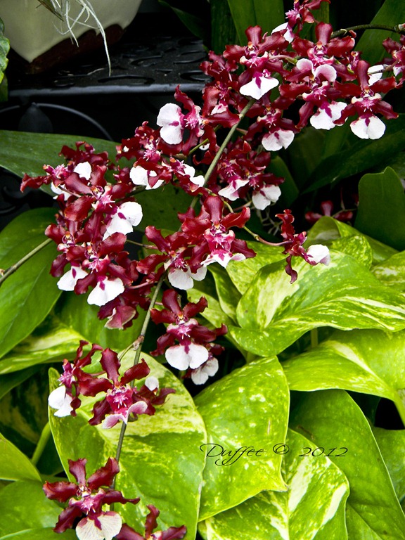 [Magenta%2520and%2520White%2520Orchids%255B4%255D.jpg]