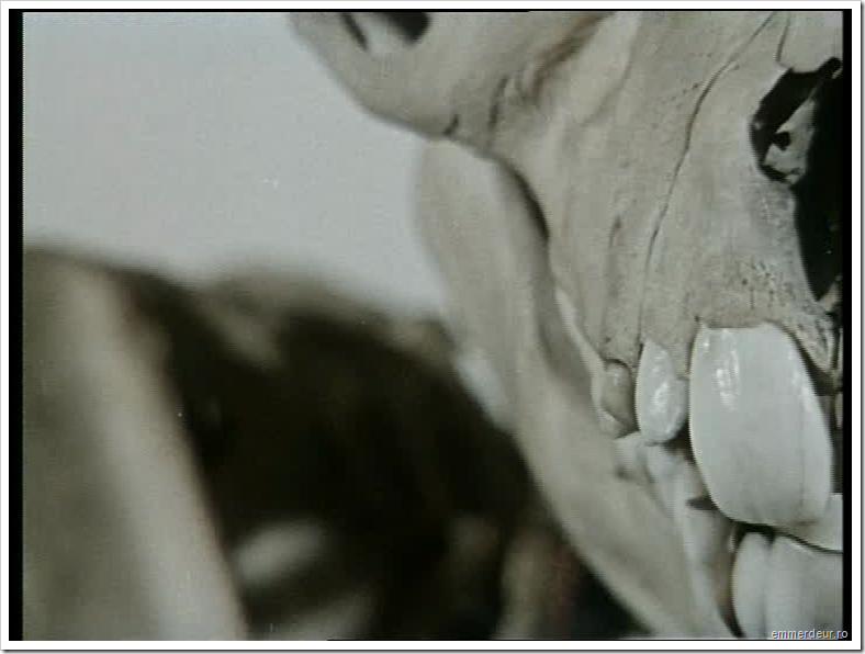 jan svankmajer historia naturae emmerdeur_547 jan svankmajer historia naturae emmerdeur_547