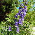 2011.08.18.-19. - Spodnje bohinjske gore