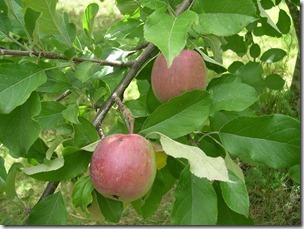 apples fuji