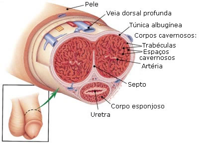 Pornografia com pequenos pênis uma torrente