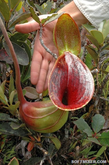 [Nepenthes_lowii_upper_pitcher_scale_1_1024x1024%255B2%255D.jpg]