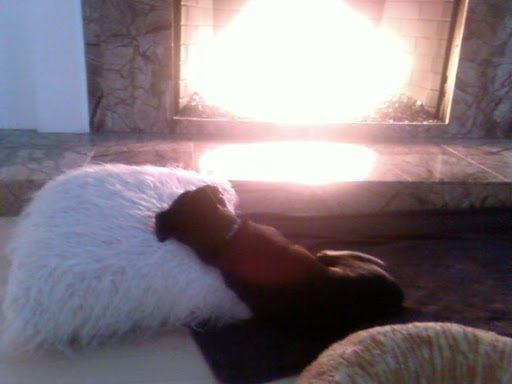 They instinctively reach most of the goals we humans set out to achieve.(Rescued Daisy is now a lady of leisure, seen here reclining fireside) They instinctively reach most of the goals we humans set out to achieve.(Rescued Daisy is now a lady of leisure, seen here reclining fireside)