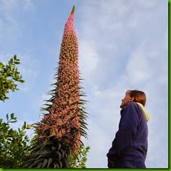 Echium pininana 2 Echium pininana 2