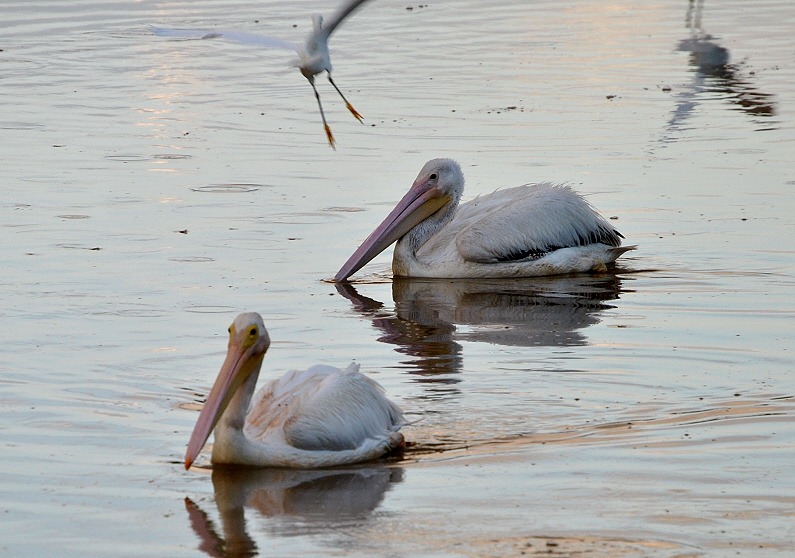 [09c---Pair-of-White-Pelicans2.jpg]