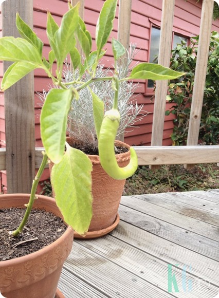 Indoor Garden capsicum plant curry pot plants