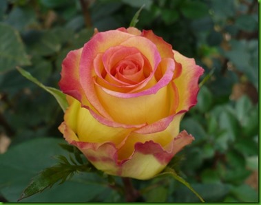 Rose AMBIANCE Rose AMBIANCE