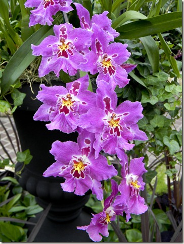 Purple Orchids