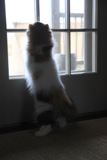 But Princess Peony doesn't have a clue! Don't even think about it, kitty!  You're staying indoors today.