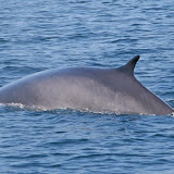 Finback whale