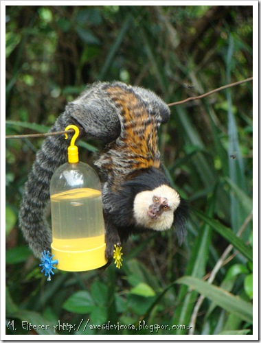 Visitante de bebedouro de beija-flor. Sagui-de-car- branca (Callithrix geoffroy).iFoto: M. eiterer Visitante de bebedouro de beija-flor. Sagui-de-car- branca (Callithrix geoffroy).iFoto: M. eiterer