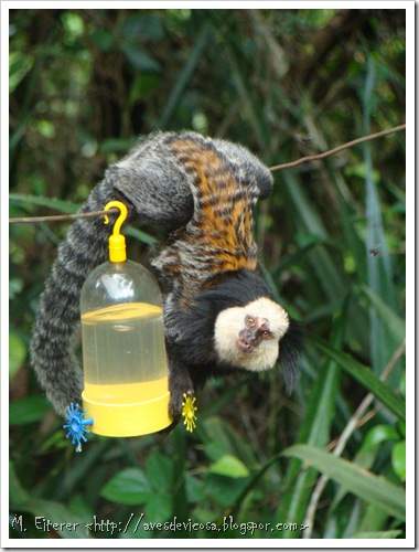 Visitante de bebedouro de beija-flor. Sagui-de-car- branca (Callithrix geoffroy).iFoto: M. eiterer