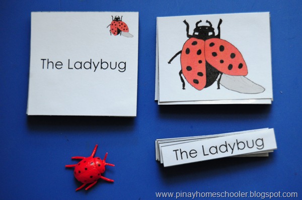 Parts of a Ladybird