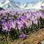 Tatry - Dolina Chochołowska
