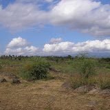 Baluran - the savanna-like terrain (Daniel Quinn, July 2010)