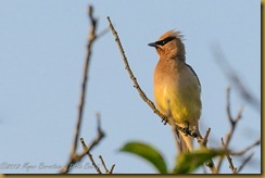 Cedar Waxwing - Bombycilla cedrorum