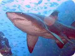 tiburon toro tiburon toro