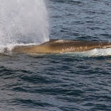 Finback whale