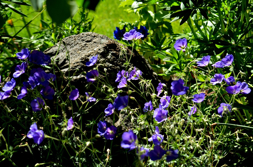 [flowers%2520092%255B6%255D.jpg]