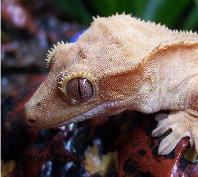 [Amazing%2520Animal%2520Pictures%2520crested%2520geckos%2520%252815%2529%255B3%255D.png]