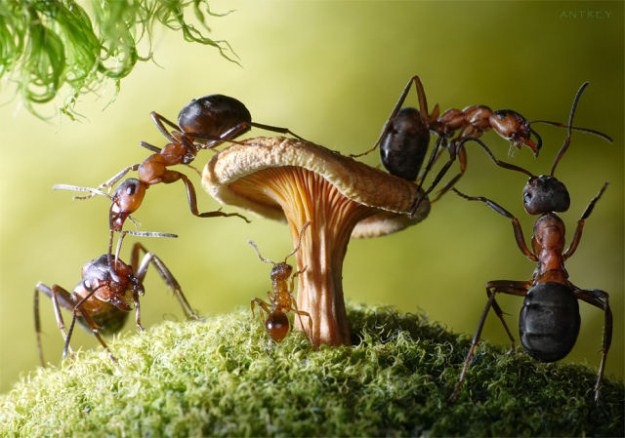[Life-of-Ants-Andrey-Pavlov-14%255B3%255D.jpg]
