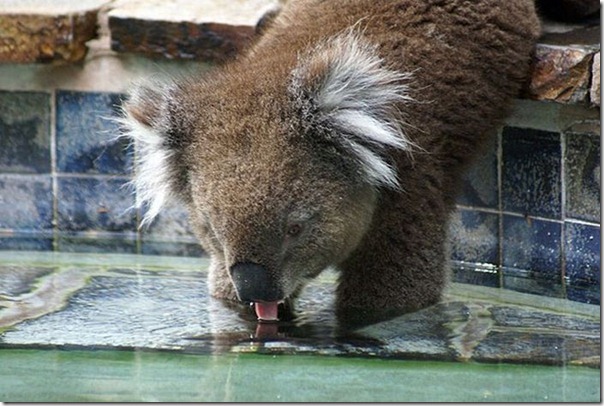 Adoraveis Koalas (3)