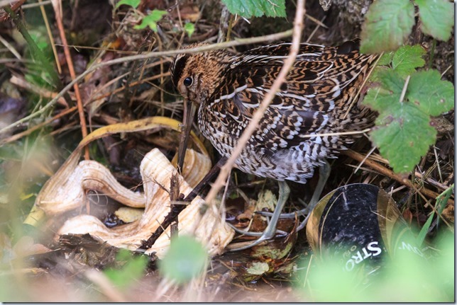 GreatSnipe_Kilnsea-2