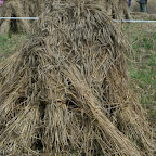 graanoogst-09-001.jpg
