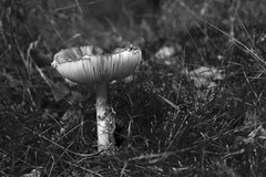 Fly-Agaric-8
