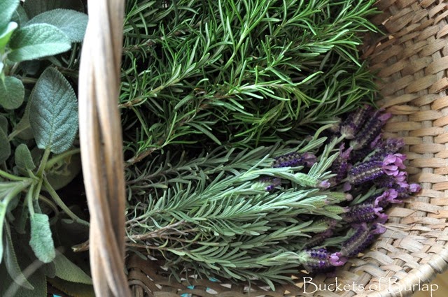 [Herbs%25202%255B3%255D.jpg]