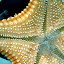 Face inférieure d'une étoile de mer commune