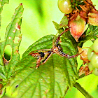 Spider - Arrowshaped Micrathena