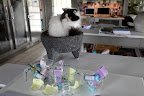 Look at all of this medication and it's all for the dogs!  The kitchen has become an infirmary!