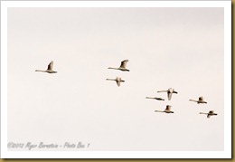 WEDGE  OF MUTE SWANS