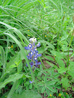 A bluebonnet in the South Texas area.