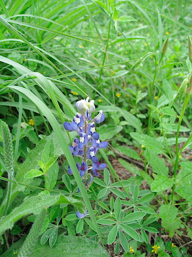A bluebonnet in the South Texas area.