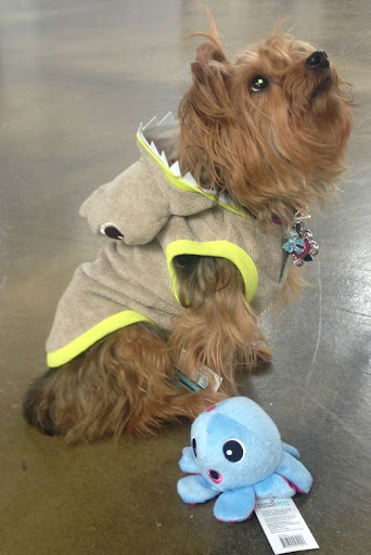 On Fridays, Coco goes a little more casual. “The Hammerhead Shark Hoodie is a fierce yet comfortable statement piece. I wear it on slower days or when I’m hanging around the doghouse. I love accessorizing it with toys, like this plush octopus…never hurts to add a little squeak to my ensemble. Woof!” On Fridays, Coco goes a little more casual. “The Hammerhead Shark Hoodie is a fierce yet comfortable statement piece. I wear it on slower days or when I’m hanging around the doghouse. I love accessorizing it with toys, like this plush octopus…never hurts to add a little squeak to my ensemble. Woof!”