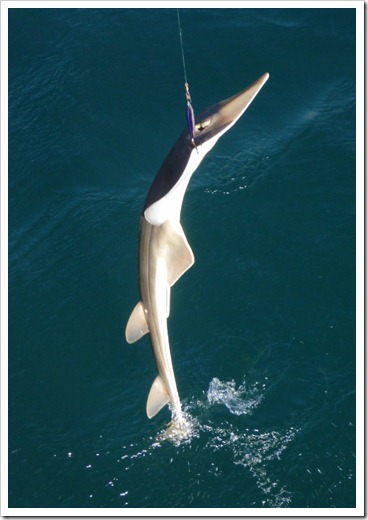 Shovelnose Guitarfish - released