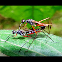 Stilt-legged fly