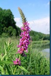 purple loostrife invades waterways