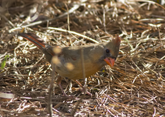 Kleb Woods Cardinal