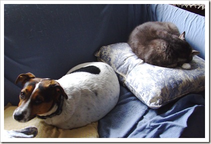 cat and dog cat and dog
