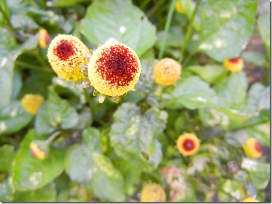 Peek A Boo Para Cress (Spilanthes oleracea 'Peek A Boo') in